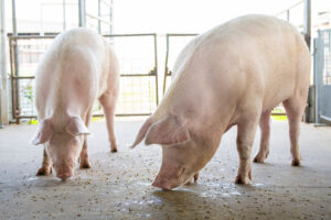 Pork production in Texas