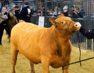Katy ISD FFA students represent the District, placing amongst the region’s best at the Houston Livestock Show and Rodeo.