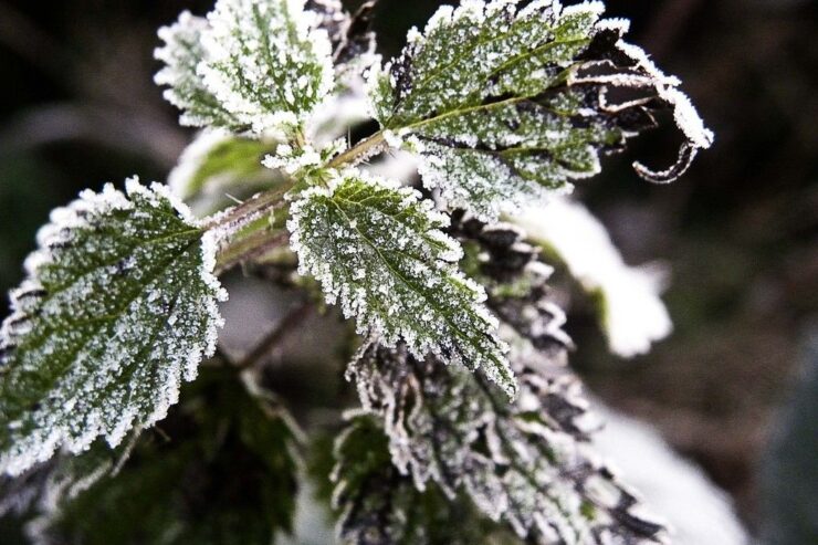 Master Gardeners offer free class